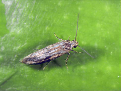 Adult of Prays citri