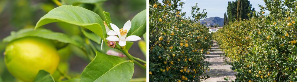 floral bud and lemon trees