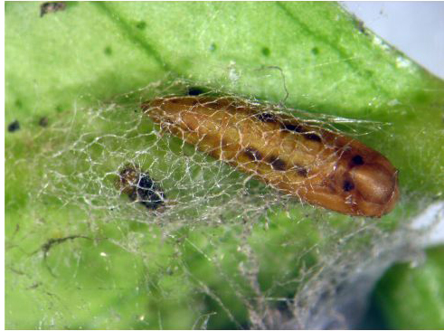 Pupa of Prays citri